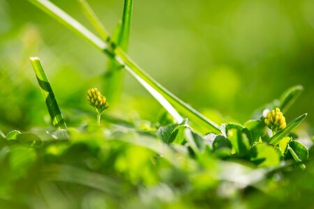 A tiny, yellow, clover flower blooms in a vibrant, green lawn.