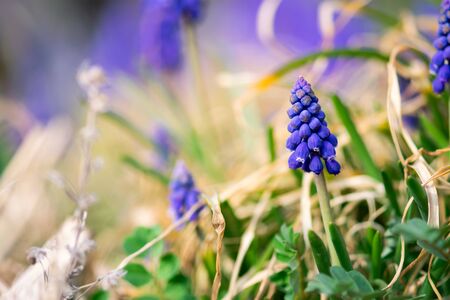 Blue, grape hyacinth flowers begin to bloom in a spring garden.の写真素材