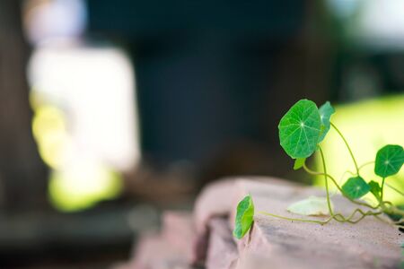 The leaves of a nasturtium plant grow on the stone wall of a garden bed.