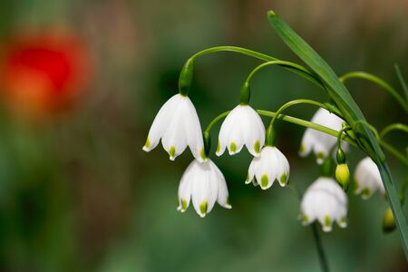 A cluster of white snowdrop flowers bloom in a spring flower garden against a background with spots of green and red.の写真素材