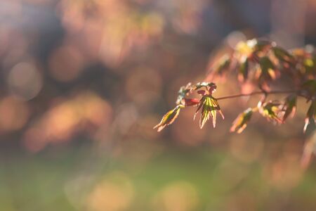 Baby leaves grow on the end of the branch of a Japanese maple tree in springtime.