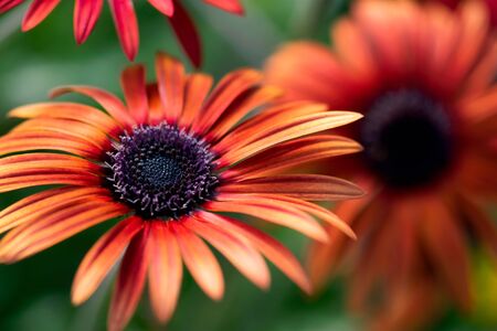 A bright, orange African daisy flower blooms in a summer garden.の写真素材