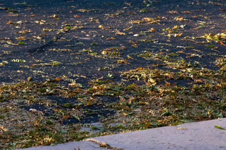 Fallen leaves cover a street on a fall evening.