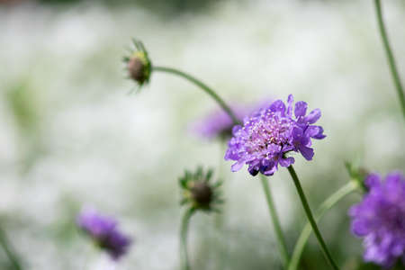 A purple scabiosa (pincushion) flower blooms in a summer garden.