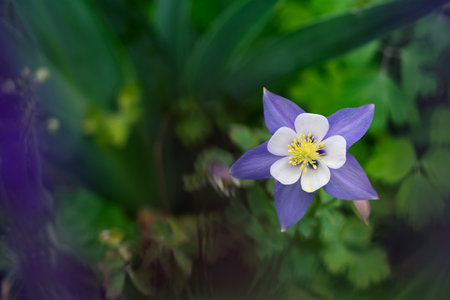A blue, Rocky Mountain columbine flower blooms while surrounded by green foliage in springtime.の写真素材