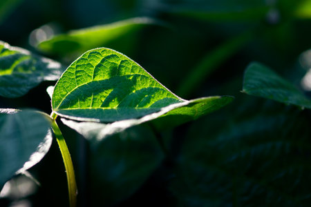 A closeup shot of a bean leaf glowing in the light of a summer morning.の写真素材