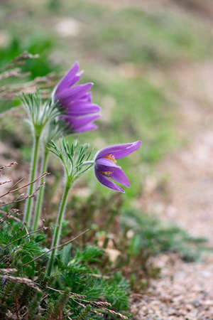 Purple pasque flowers grow out of the ground in an early spring garden.