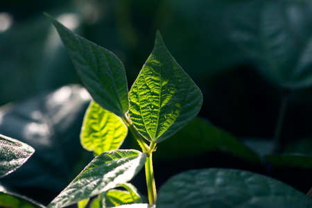 Deep, green bean leaves glow in the morning light on a summer morning.