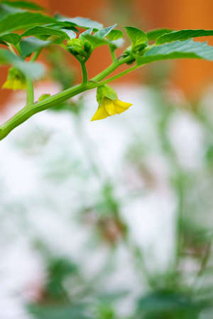 A yellow tomatillo flower blooms on a green branch in a summer veggie garden.の写真素材