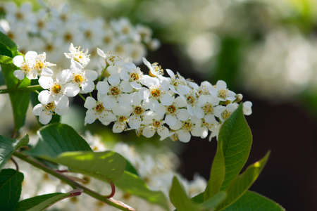 A spray of white, choke cherry flowers bloom in springtime.
