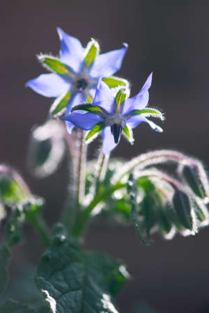 Blue, borage flowers glow in the sunlight of a summer morning.の写真素材