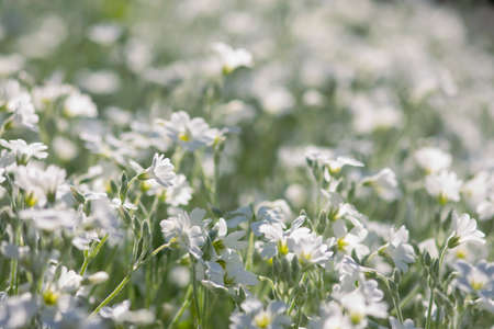 Tiny white flowers bloom in the morning sunlight of a spring day.の写真素材