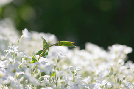 A green, bind weed vine rises above white flowers.