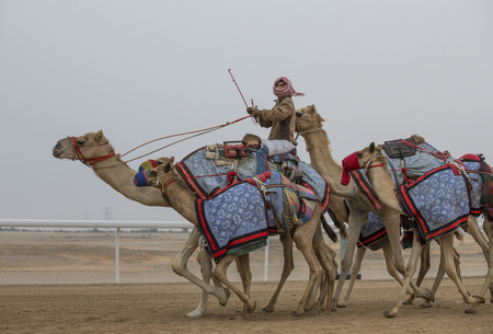 Madinat Zayid, UAE, March 22nd 2017: men riding camels in a sand stormのeditorial素材