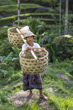 balinese rice field worker in a middle of rice fields in Ubud, Bali, Indonesiaのeditorial素材