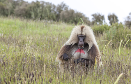 Gelada baboon in Simien mountainsの写真素材