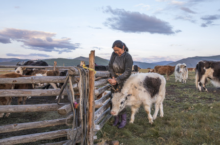 mongolian nomad woman milking a cowの写真素材