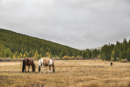 horses in a northern mongolian landscapeの写真素材