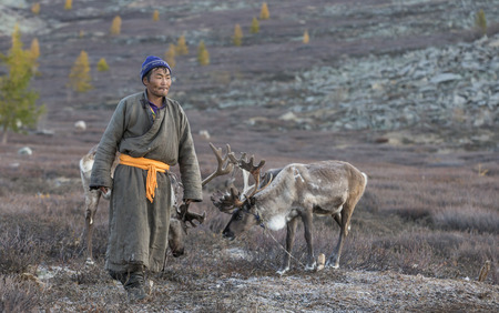 tsaatan man, dressed in a traditional deel, with his reindeers in a taiga of northern Mongolia
