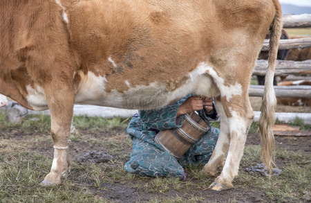 mongolian nomad woman milking a cowの写真素材
