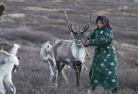 tsaatan woman with reindeer in Northern Mongolian landscapeの写真素材