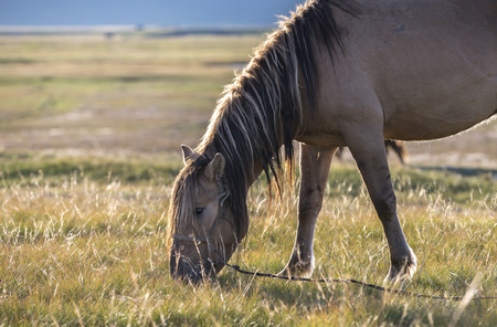 mongolian horse eating on a fieldの写真素材