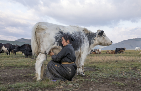 mongolian nomad woman milking a cowの写真素材