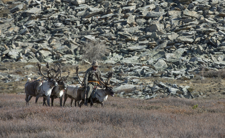 tsaatan man, dressed in a traditional deel, traveling with his reindeers in a taiga of northern...