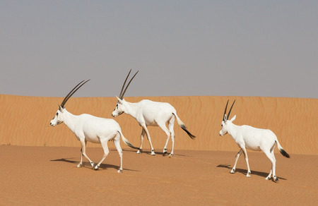 arabian oryx in a desert near Dubaiの写真素材