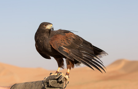 Harrier hawk (Polyboroides typus) sitting on a hand of its trainer