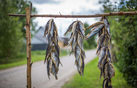 fish out in a sun getting dry - popular way of preserving food by lake Peipus in Estoniaの写真素材