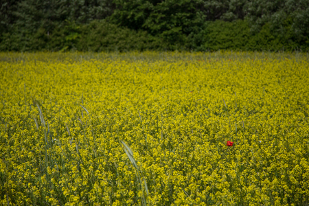 alone poppy flower in a field of yellow flowersの写真素材