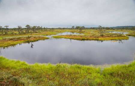 landscape of Kakerdaja bog in the summertime