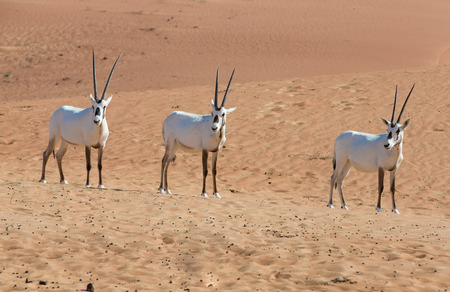 arabian oryxes in a desert near Dubaiの写真素材