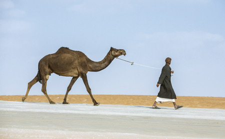 Madinat Zayed, United Arab Emirates, 22nd December, 2018: man walking a camel at the Million Street (road in a desert where camels get sold and bought)のeditorial素材