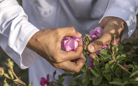 hands collecting rose petals for rose water making in Omanの写真素材