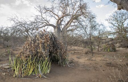 hadzabe tribe huts where they live