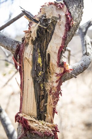 honey in a tree from small stingless honeybees