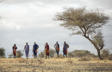 Arusha, Tanzania, 7th September 2019: maasai warriors walking in a savannahのeditorial素材