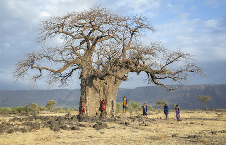 Ngorongoro, Tanzania, 10th September 2019: maasiai warriors at a big Baobab treeのeditorial素材