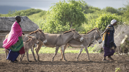 same, Tanzania, 4th June 2019: maasai ladies with donkeys, preparing to go to a river to fetch waterのeditorial素材