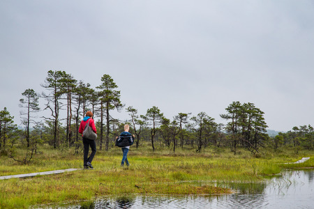Virumaa, Estonia, August 2016: people walking in a landscape of a bog in Estoniaのeditorial素材