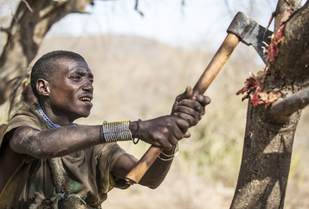 Lake Eyasi, Tanzania, 11th September 2019: Hadzabe man looking for honey in a treeのeditorial素材