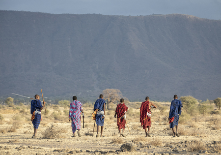 Arusha, Tanzania, 7th September 2019: old maasai warriors walkingin a savannag