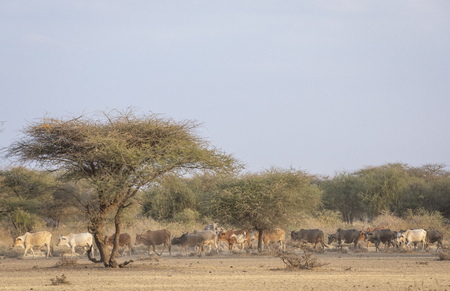 cows coming home for night at masailand in northern Tanzaniaのeditorial素材