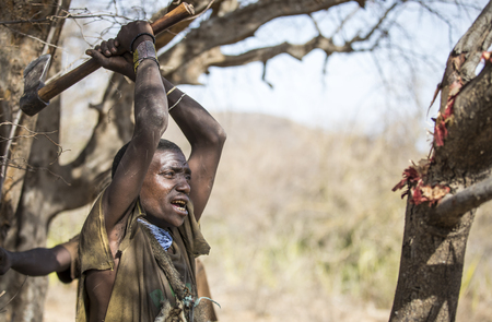 Lake Eyasi, Tanzania, 11th September 2019: Hadzabe man looking for honey in a tree