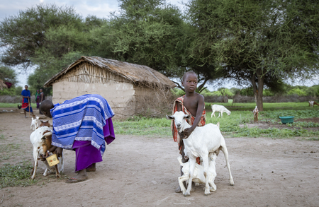 Same, Tanzania, 4th June, 2019:   Maasai  boy helping his mother to milk goatsのeditorial素材
