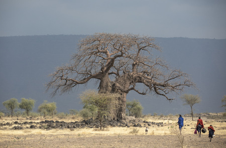 Arusha, Tanzania, 7th September 2019: maasai warriors walking towards a meat camp to kill and eat a goatのeditorial素材