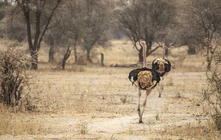 ostrich in a landscape of northern Tanzaniaの写真素材