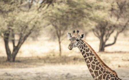 giraffe in a landscape of northern tanzaniaの写真素材
